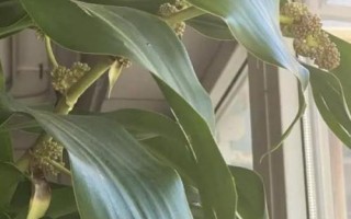 巴西木开花有毒吗，没毒但味道比较浓郁