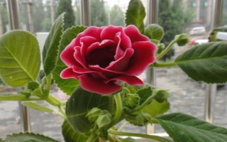 芙蓉花开放后如何处理,剪除残花和枯老枝可节省养分、避免发生病虫害