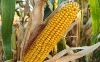 FD339玉米品种简介,中抗大斑病
