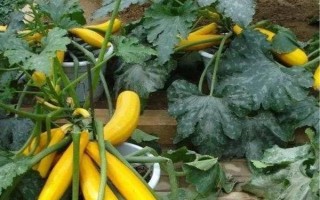 大棚西葫芦化瓜是什么原因，可能是授粉不良所致