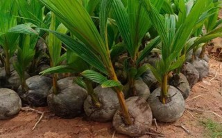 怎么养迷你椰子树，需要每隔1-2年更换一次盆土