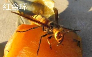 金环胡蜂有多大,最大体长可达50毫米