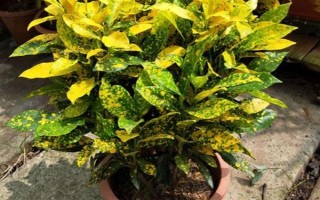 变色木有没有毒，毒性会挥发在空气中