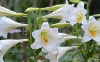 昆明市的市花,是云南山茶花