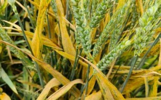 瑞麦66小麦品种的特性,全生育期240.3天