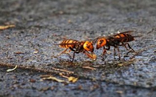 金环胡蜂简介，是世界上体型最大的胡蜂