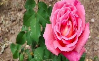 月季花压条繁殖的方法，选择1-2年时间的枝条进行