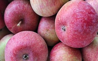 苹果的种植前景，收益可观但市场饱和度高可能会供大于求