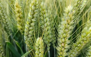平安3号小麦品种简介，中低肥力可适当增加播量