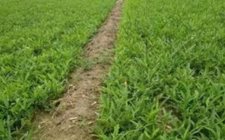 半夏是什么植物，是多年生草本植物