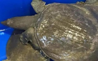 钓甲鱼用什么饵料，荤饵较好