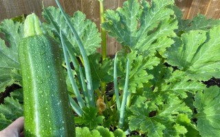 种植角瓜的时间和方法，一般以5月上旬、9月上旬为宜