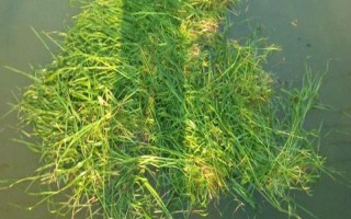 鲤鱼草鱼适合喂什么料，草料、自制饲料、专用饲料均可饲喂