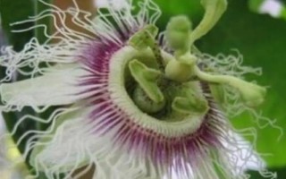 无花果有没有花，花朵在果实里