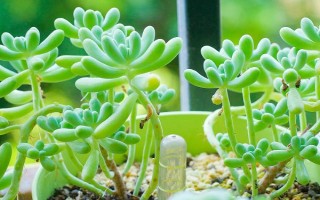 多肉受冻化水如何处理，剪除受冻部位并涂抹多菌灵、再转移到适宜环境中