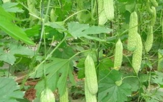 大顶苦瓜高产种植技术,播种前需浸种