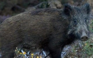 山猪吃什么,一般是吃野草、野菜、野果等