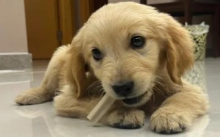 小金毛吃什么好，可以选择狗粮或鸡胸肉等