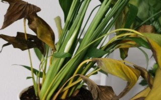 白掌的叶子发黄怎么处理，需保证充足的光照和停止施肥