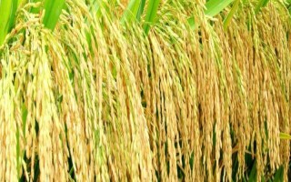 丰优800水稻种子特征特性，6月20日左右播种