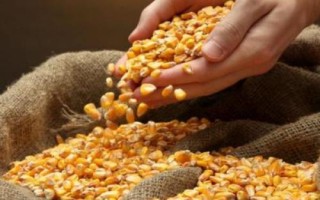 冬天怎么贮藏种子，要定期检测发芽率和检查病虫害