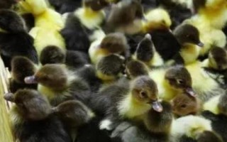 优质鸭苗品种介绍，品种众多各有特点