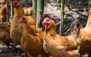 散养土鸡如何才能提高产蛋量，可以采取剪冠的方式