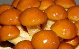 滑子菇的栽培技术，菌盘上架要避免阳光直射