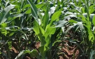 银蝶玉9号玉米品种简介,注意防治病虫害