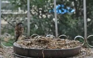 高层鸽子驱赶方法，在窗台边悬挂红布具有驱赶效果