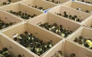 肉鸭育雏期饲养技术，选购的雏鸭大小基本要一致