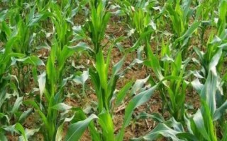 龙单246玉米种子特征特性,在适应区5月5日左右播种