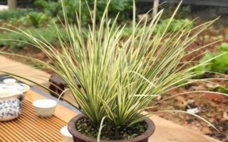 菖蒲有什么名贵品种，姬石菖每株售价25元左右