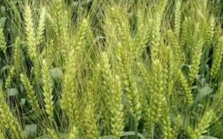 定丰17号小麦种子介绍，3月中下旬播种