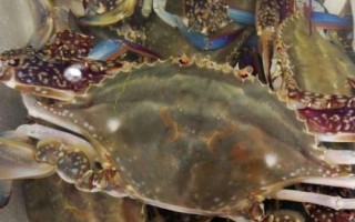 梭子蟹和大闸蟹哪个贵，梭子蟹价格更贵