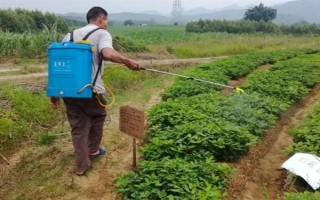 怎么防治花生青枯病，要进行水旱轮作、发现病株需拔除并烧毁