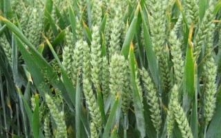 荣麦757小麦品种的特性，高抗条锈病