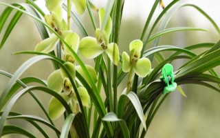 兰花如何养殖，在生长期每隔1周施加一次稀薄的液肥