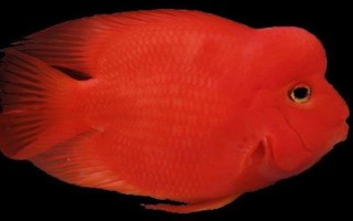 鹦鹉鱼的最佳水温，水温在25-30℃最佳