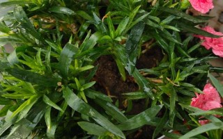 怎么预防康乃馨烂根，控制浇水量、让土壤保持透气有助于根系生长