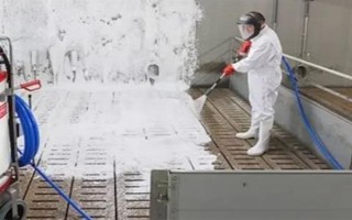 猪下崽会有什么表现，在产仔之前乳房会逐渐地膨大