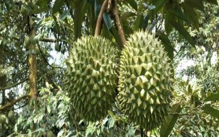 榴莲树的外观，植株较高属于常绿乔木、叶片顶端较尖底部为圆形