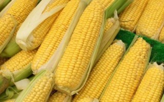 圣达885玉米种子简介,春播平均生育期117.4天