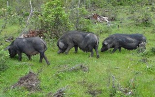 云南省的家畜与家禽地方品种，有六大名猪、名牛、名羊等