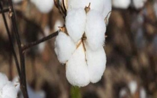 中棉所9A01棉花种子介绍,播种期在4月10日-5月5日