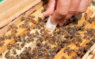 失王的中蜂群怎样处理，可介入新王并急造王台