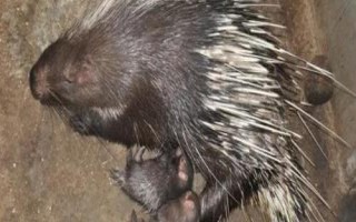 豪猪繁殖管理要注意什么，种猪要避免近亲交配