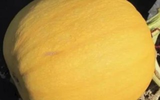 裸仁南瓜如何杂交制种，开花前要仔细去杂、现蕾及开花期要去雄