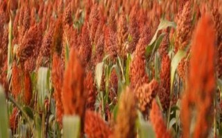 杂粮的种类，主要包括高粱、谷子、荞麦、燕麦等品种