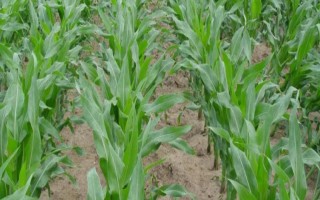 远科1号玉米品种简介，4月下旬至5月上旬播种